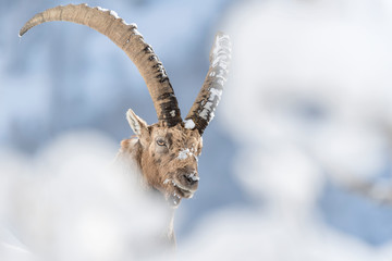 Amazing portrait of Alpine ibex wrapped by snow (Capra ibex)