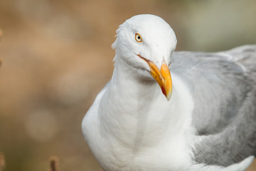 Mouette 