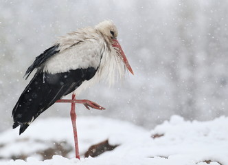 White Stork in snow, ciconia ciconia