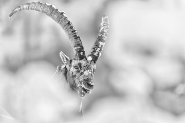 The Alpine ibex wrapped bt snow (Capra ibex) - obrazy, fototapety, plakaty