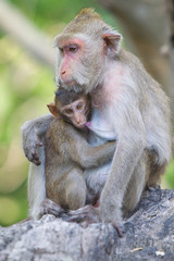 monkey animal asiael  thailand