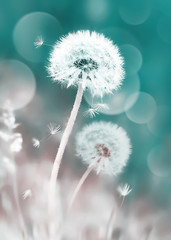 White dandelions in the field. Image in delicate pastel green and pink colors. Natural spring and summer background.
