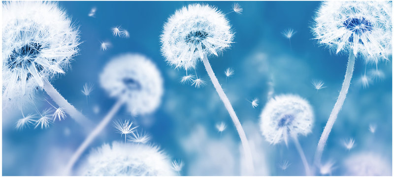 Summer natural floral background. White dandelions and seeds on a blue background. Soft focus. Banner format.