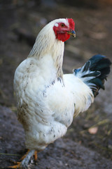 Beautiful rooster in the chicken coop. Domestic bird. Farm