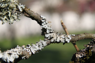 Grey lichens on apple and pear tree branches orchard