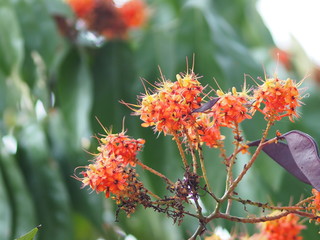 Obraz premium West Indian Jasmine Ixora orange flower in garden on blurred of nature background