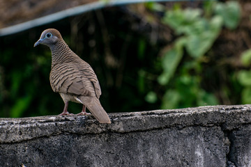 blue head bird in the park