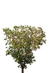 Naklejka premium the tree with beautiful structure isolate on white background, tropical trees isolated used for design, advertising and architecture