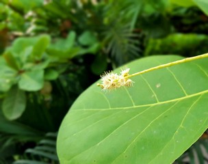 close up shot of nature