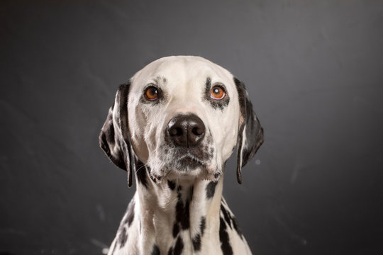 Dalmatien