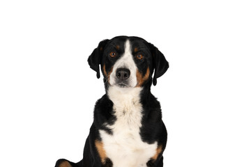 Portrait of a Appenzeller Mountain Sennen Dog head sitting isolated against a white background
