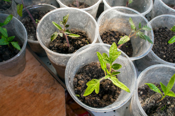 Young Seedling. Young seedlings growing on windowsill in plastic cup. New plants for planting in the garden. Sprouts of vegetables. Tomatoes, cucumbers, pumpkin and other crops