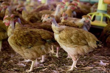 France, Auvergne, Saint Angel, Elevage de poulets