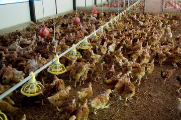 France, Auvergne, Saint Angel, Elevage de poulets