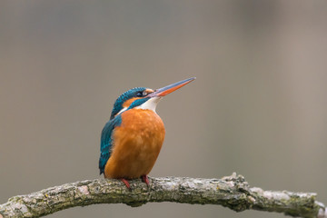 Common Kingfisher (Alcedo atthis)