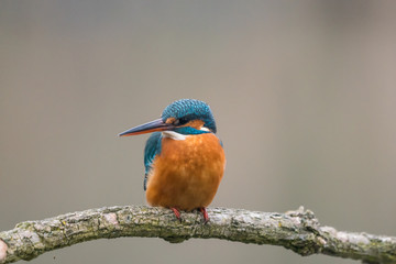 Common Kingfisher (Alcedo atthis)