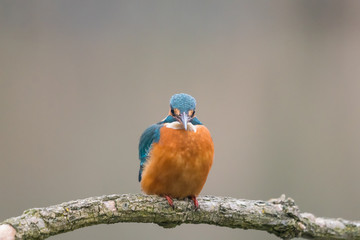 Common Kingfisher (Alcedo atthis)