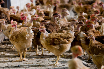France, Auvergne, Saint Angel, Elevage de poulets