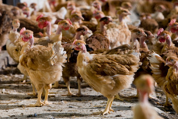 France, Auvergne, Saint Angel, Elevage de poulets