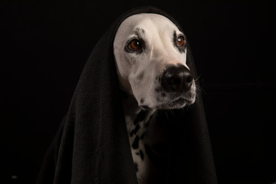 Dalmatien
