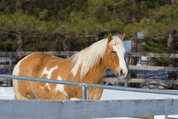Fototapeta premium Jolie cheval sur une ferme au Québec, Canada