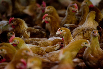France, Auvergne, Saint Angel, Elevage de poulets