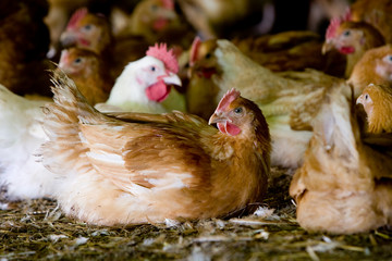 France, Auvergne, Saint Angel, Elevage de poulets