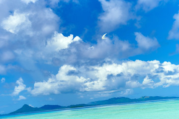 Blue sea and white bird