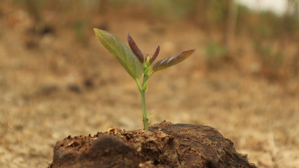 Trees on cow dung