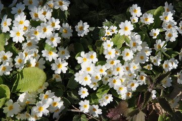 Spring white pure primerose primula wild flowers