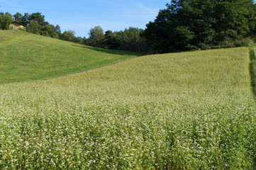 Soba farm in Nagano prefecture