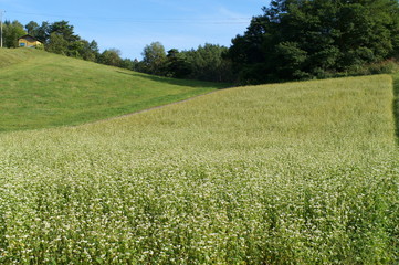 Soba farm in Nagano prefecture