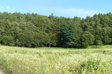 Soba farm in Nagano prefecture
