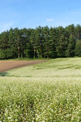 Soba farm in Nagano prefecture