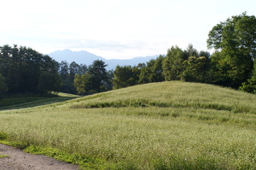 Soba farm in Nagano prefecture