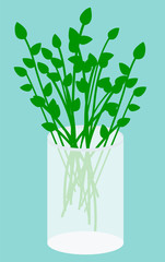 Plucked plants in vase isolated on blue background. Bunch of stems stand in glass with water indoor. Vegetation used for decoration, house interior. Vector illustration of green bouquet in flat style