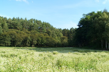 Soba farm in Nagano prefecture