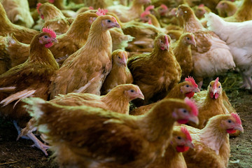 France, Auvergne, Saint Angel, Elevage de poulets