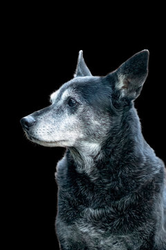 Close-up of sitting Mountain Feist dog isolated on black background. Old dog with grey muzzle, head and chest.