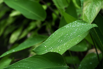 Raindrops on a green leaf. Natural hydration of plants.