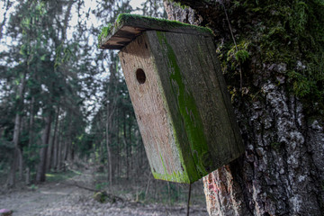 Empty nesting-box in the fir tree at early springs day.