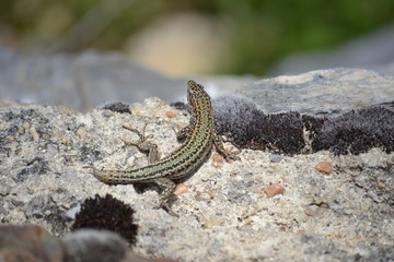 lagartija