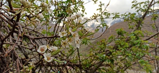 Beautiful flowers kashmir