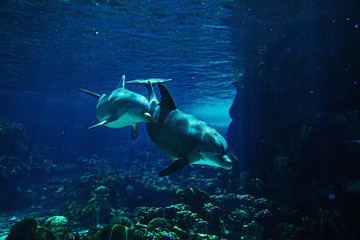 Fototapeta na wymiar Pair of dolphins swimming underwater