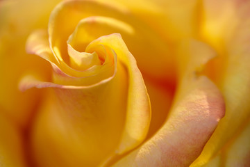 Yellow rose bud macro