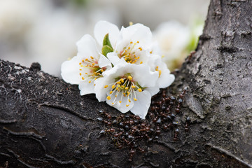 ants on a tree. fruit tree flowers. close-up
