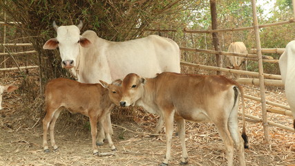 Naklejka na ściany i meble cow and calf
