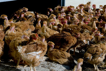France, Auvergne, Saint Angel, Elevage de poulets