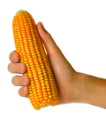 espiga de milho na mão grão 