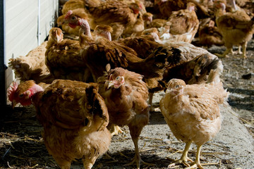 France, Auvergne, Saint Angel, Elevage de poulets